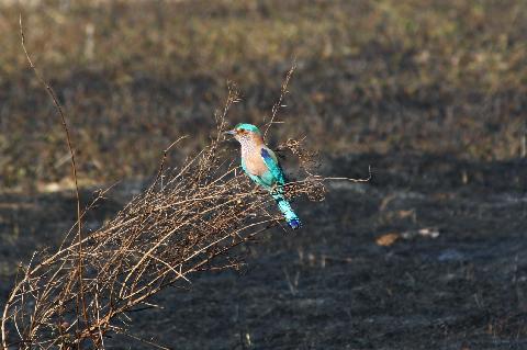 Birds in Goa - Download Goa Photos